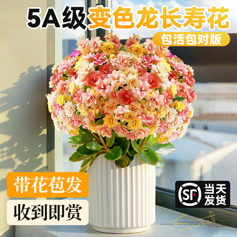 长寿花盆栽带花苞室内桌面开花绿植花卉四季好养重瓣变色龙大花苗,鲜花速递/花卉仿真/绿植园艺,时令草本花卉,淘宝优惠券,粉丝福利购,淘宝优惠卷