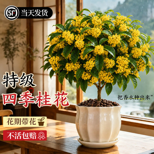 【浓香桂花】可观赏可食用可闻香