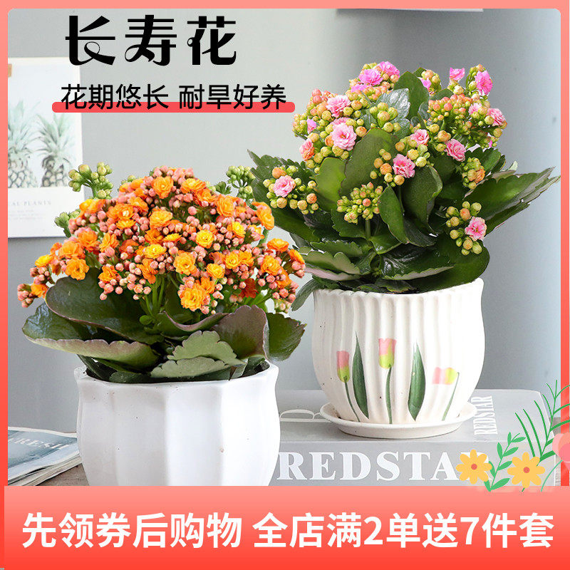 长寿花带花苞盆栽重瓣花四季开花大花苗植物室内阳台花卉好养的花