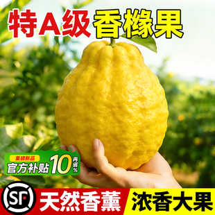 香橼果云南新鲜佛手柑闻香观赏大果室内摆件天然办公桌面清供香薰