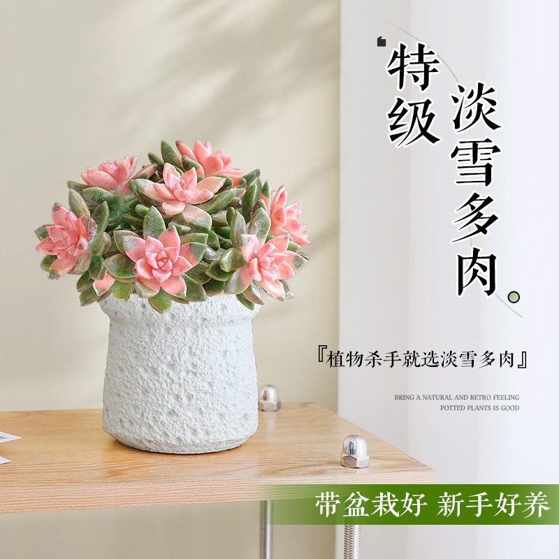 淡雪老桩多肉植物室内桌面新手懒人好养活办公室群生多头肉肉盆栽