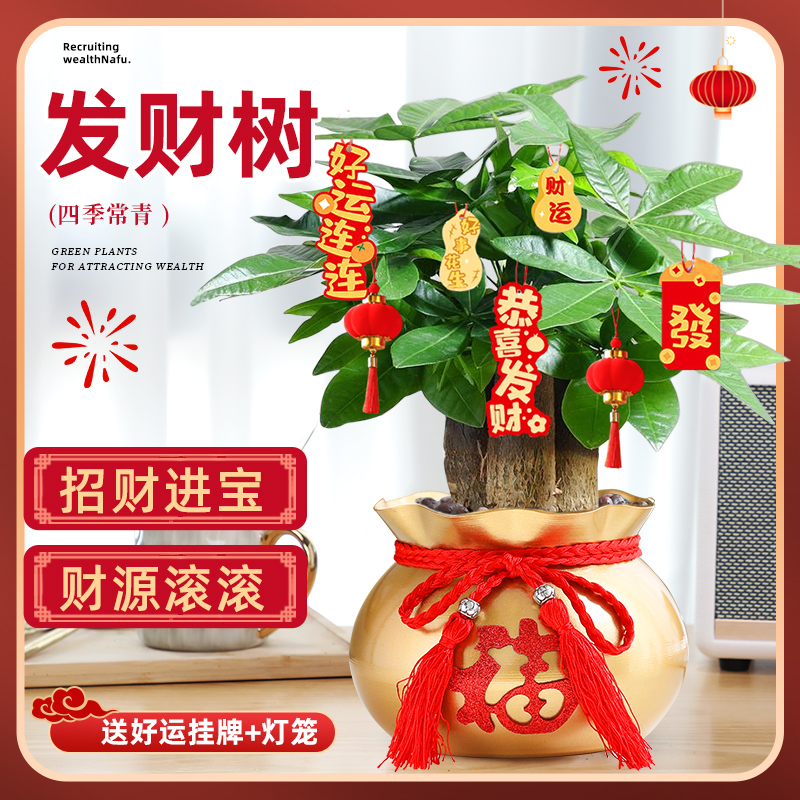 三杆发财树盆栽绿植盆景招财树