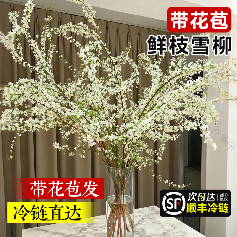 特级带花苞鲜枝雪柳室内客厅水培植物干枝水养绿植龙柳鲜花卉插花
