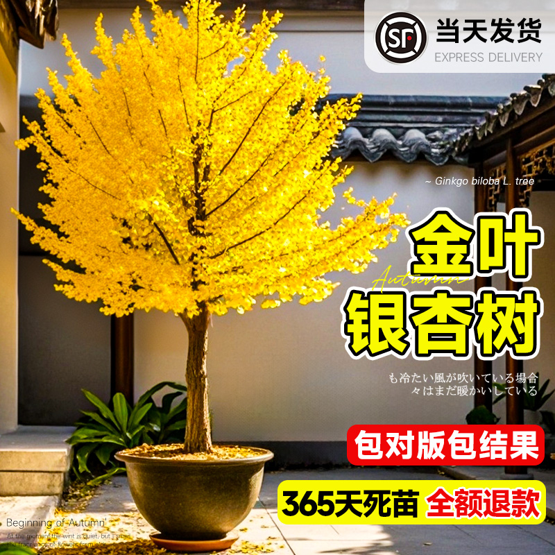 银杏树苗盆栽早金绿叶庭院别墅风景大型白果绿化树木南北方可种植