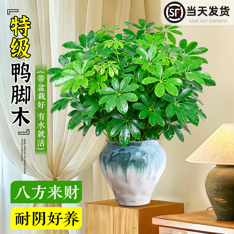 特级大盆鸭脚木盆栽八方来财绿植