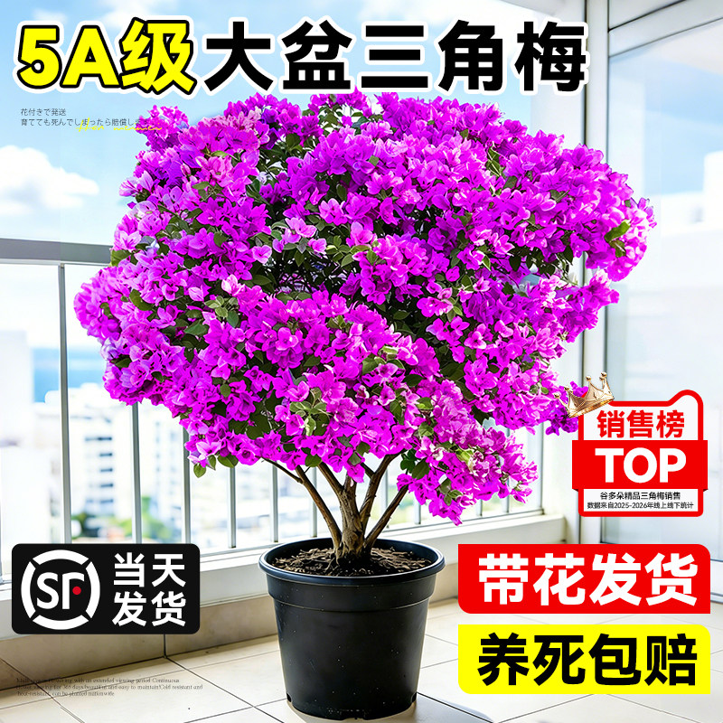 重瓣三角梅盆栽爬藤植物云南紫花卉绿植庭院阳台老桩好养四季开花