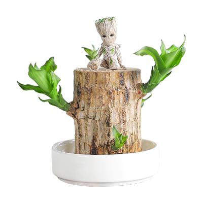 【带芽发货】巴西幸运木水养植物