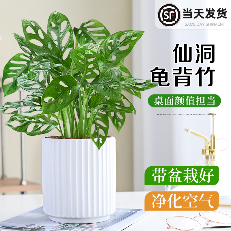 仙洞龟背竹盆栽室内耐阴好养植物