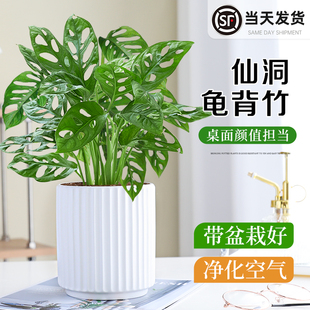 仙洞龟背竹盆栽四季观叶办公室内桌面耐阴好养活绿植植物净化空气