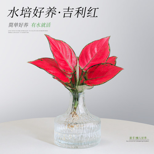【水培吉利红绿植】如意皇后盆栽