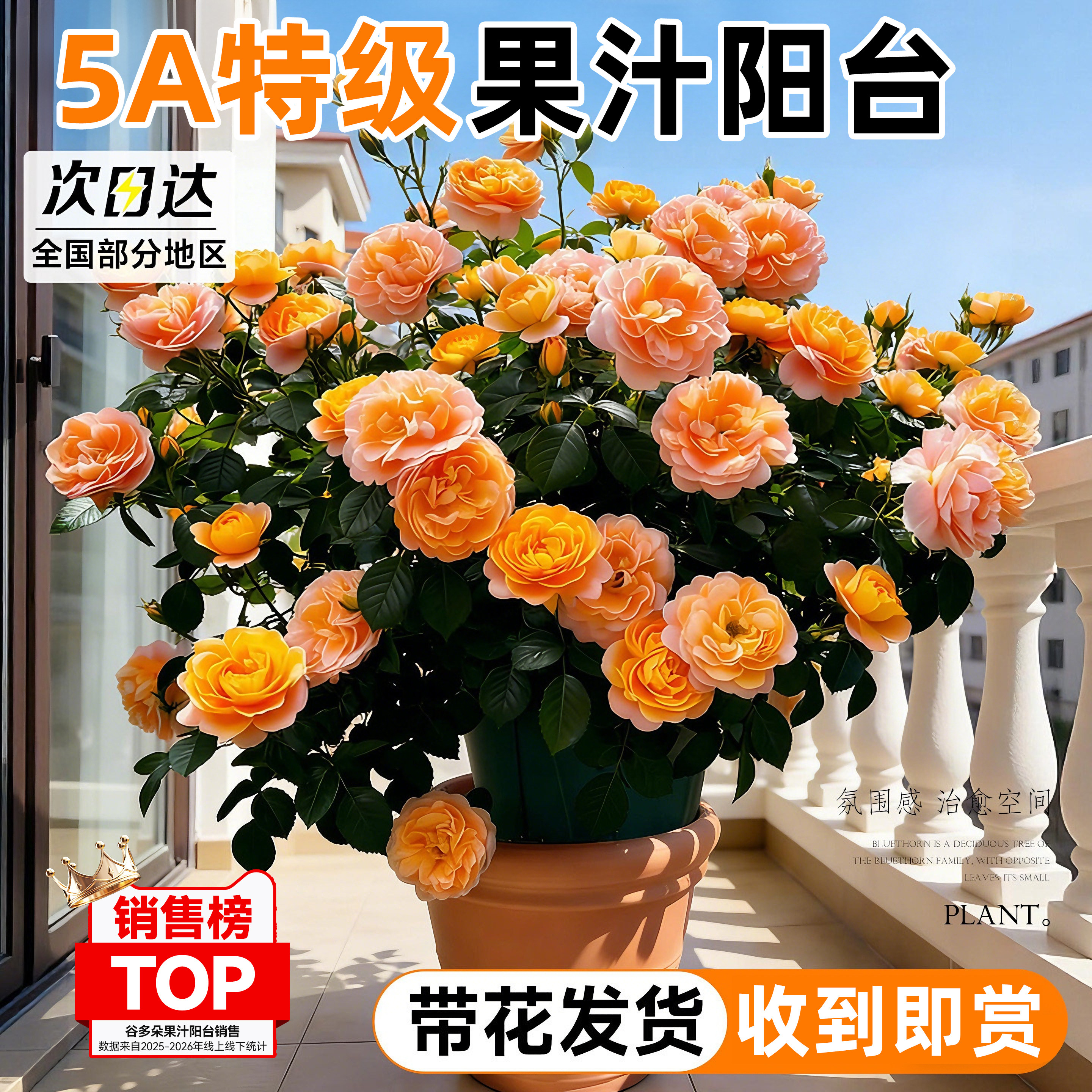 带花苞果汁阳台月季盆栽特大花苗室内阳台四季开花卉多头玫瑰蔷薇