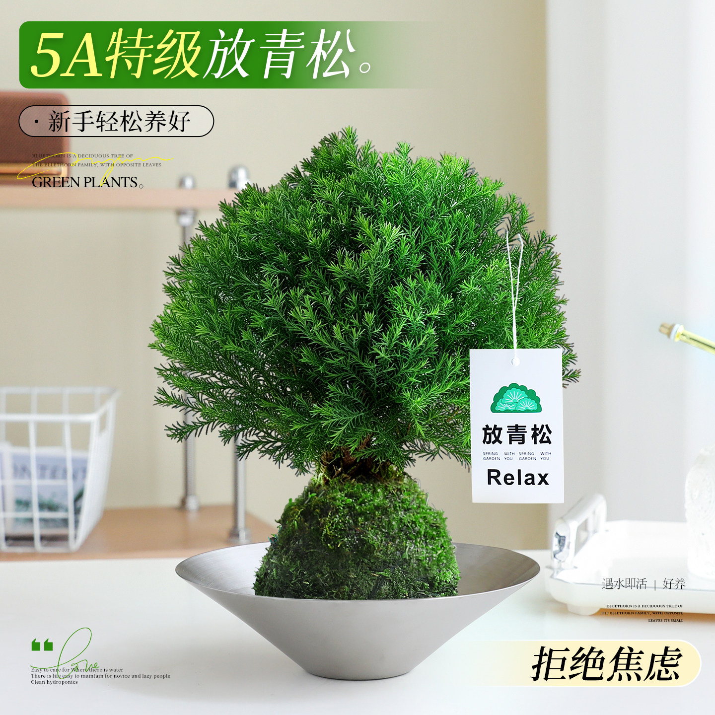 【放青松】雾凇苔藓球办公室桌面招财摆件工位创意绿植物懒人好养