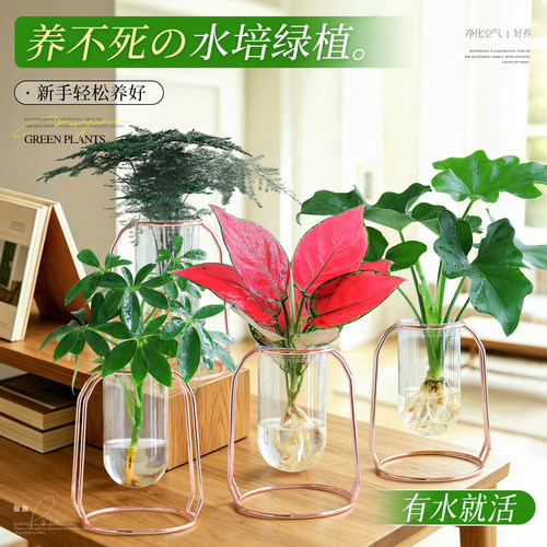 【桌面好养绿植】水培文竹小盆栽