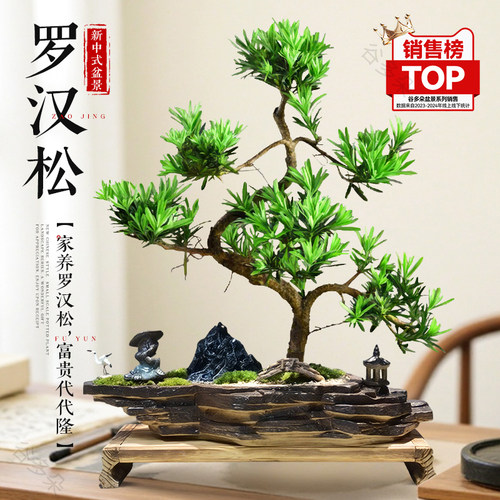 造型罗汉松盆栽花卉塔松盆景办公室绿植桌面客厅室内植物摆件送礼
