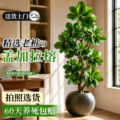 【网红绿植】孟加拉榕氛围感盆栽