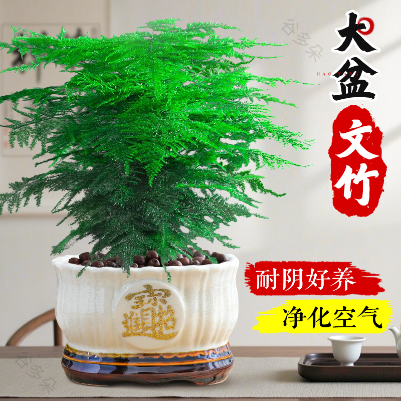 大盆文竹室内绿植盆栽好养盆景