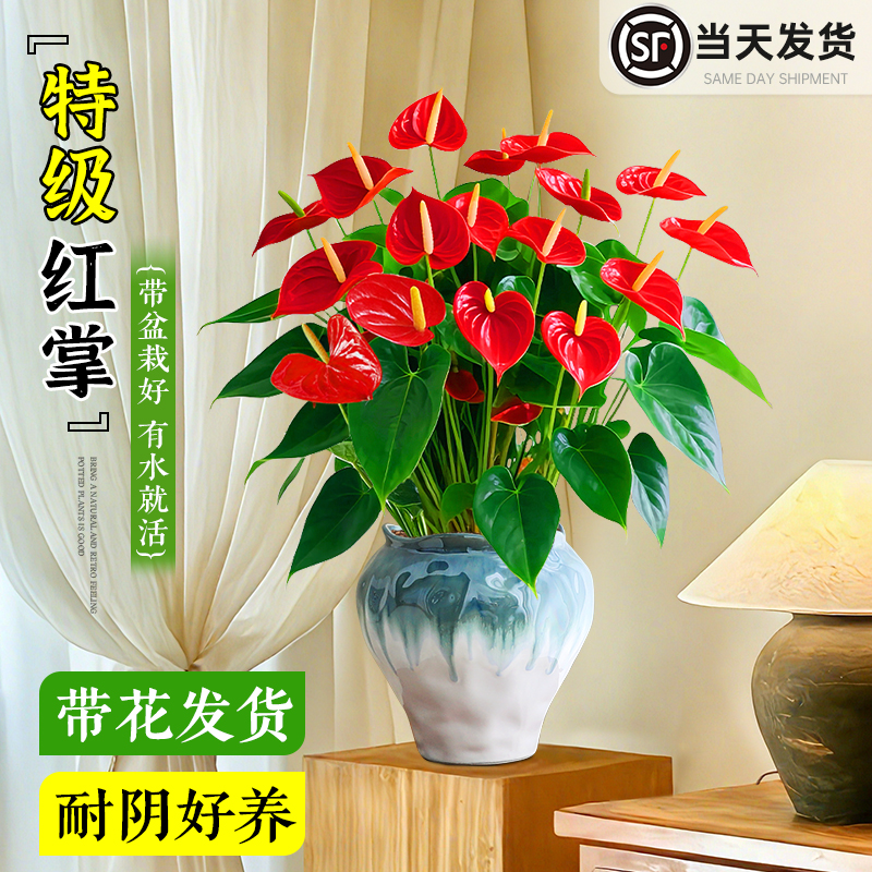 大盆红掌盆栽室内好养花卉植物