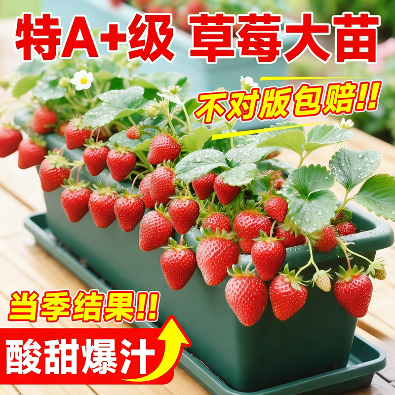草莓苗盆栽四季结果优质奶油草莓