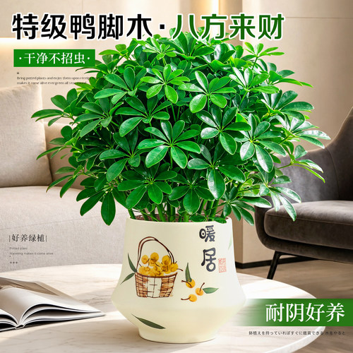 【不活包赔】大盆鸭脚木盆栽好养