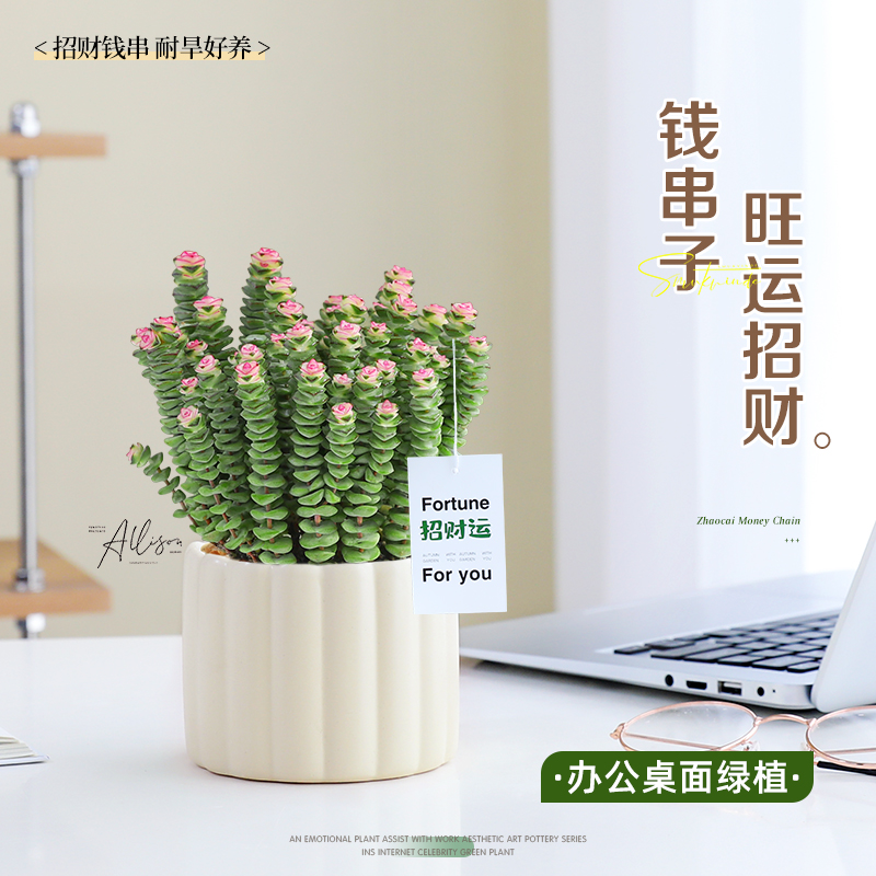 钱串子小盆栽办公室桌面招财绿植