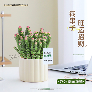 钱串子小盆栽花卉室内桌面招财摆件办公室绿植好养多肉植物耐旱