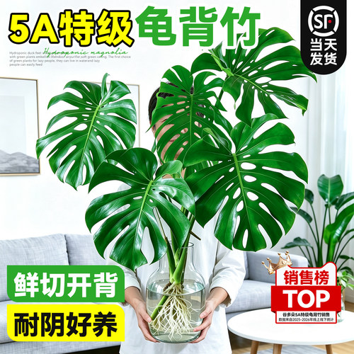【鲜切开背】龟背竹水培四季常青