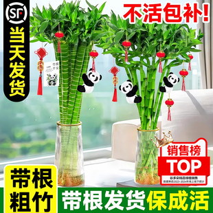 富贵竹水培植物开运竹转运竹绿植盆栽办公室客厅桌面室内四季好养