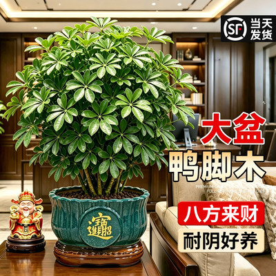 【八方来财】鸭脚木室内常绿好养