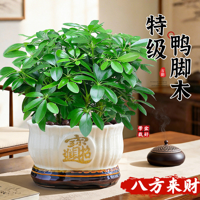 【招财鸭脚木】桌面花卉绿植物