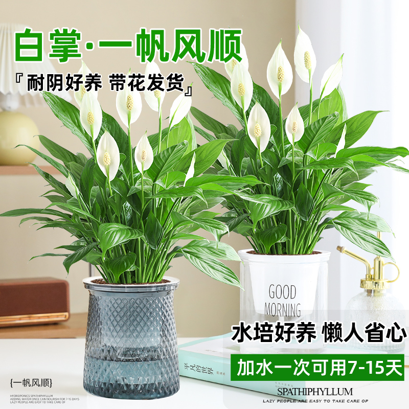 一帆风顺白掌绿植室内四季好养活