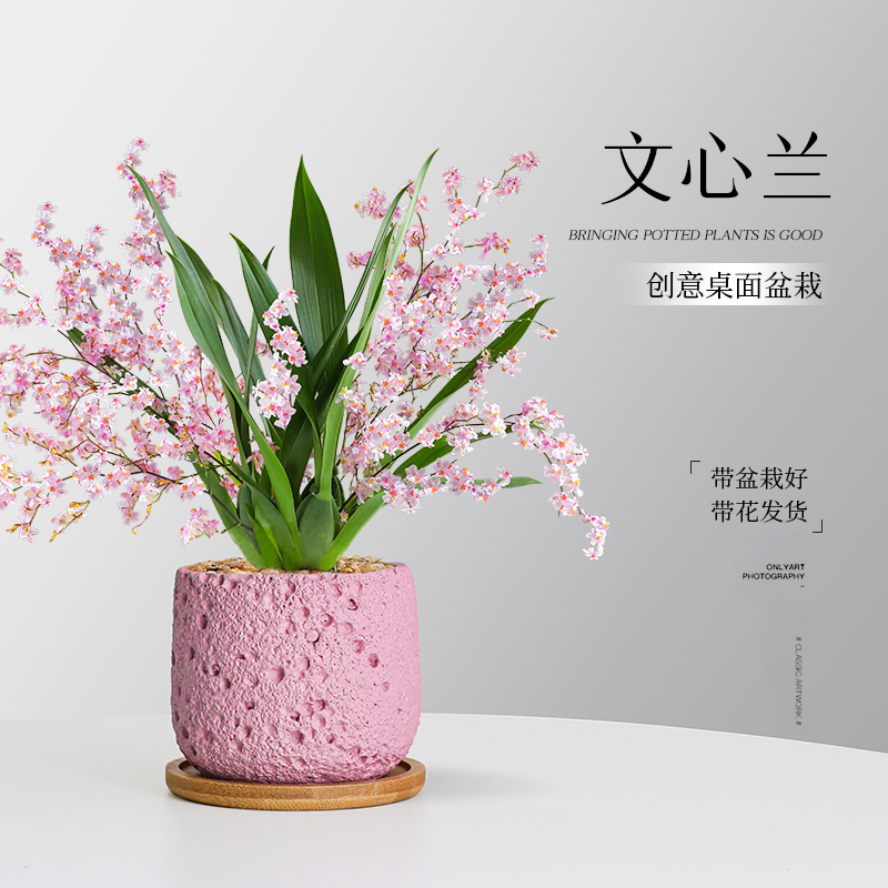 文心兰梦香兰盆栽带花苞浓香室内办公室桌面上水培绿植物好养易活