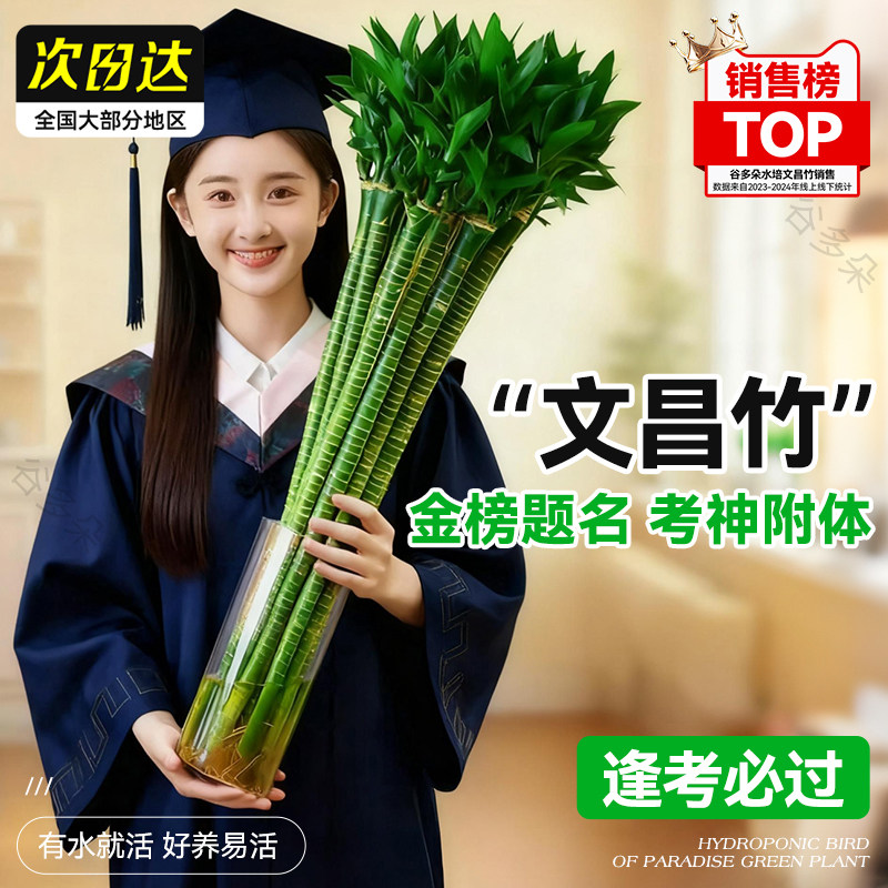 【水培龙竹】4枝金榜题名文昌竹