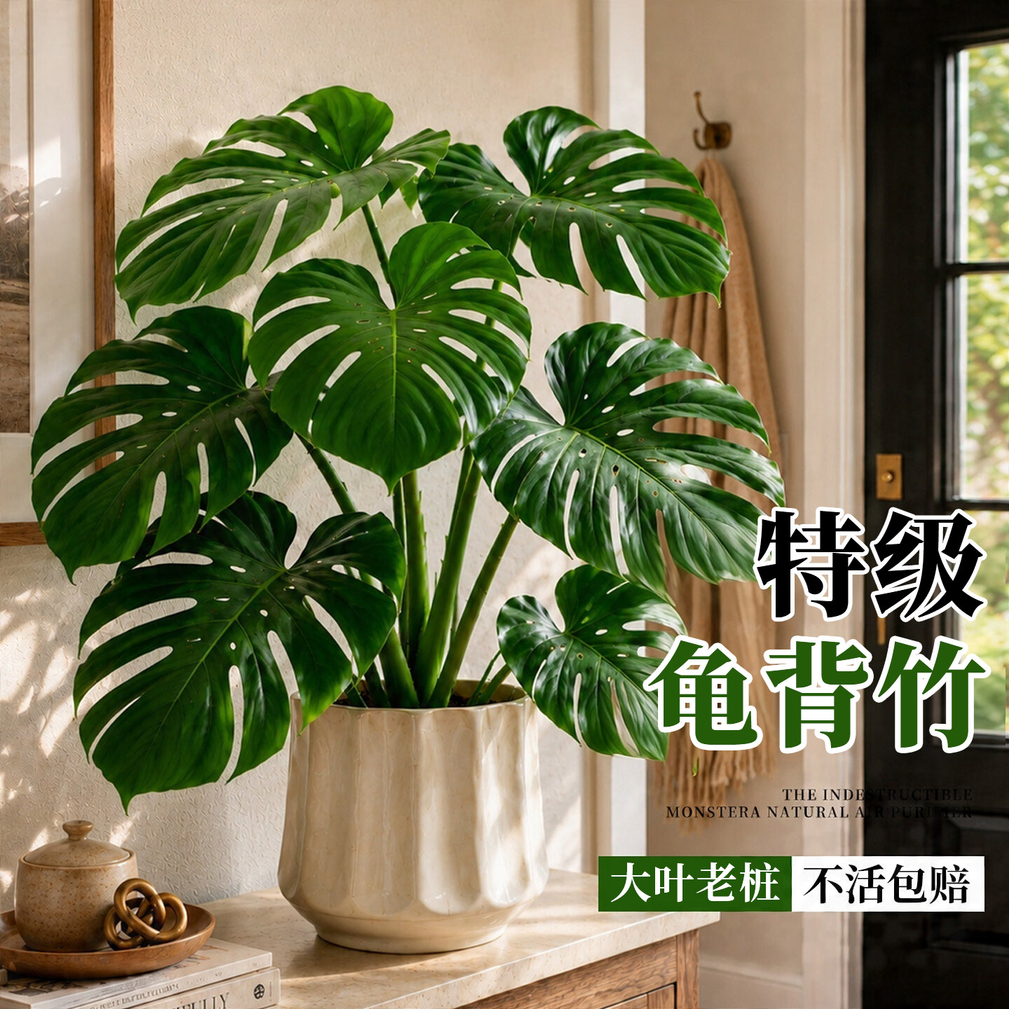 【老桩大叶】龟背竹盆栽室内好养图片