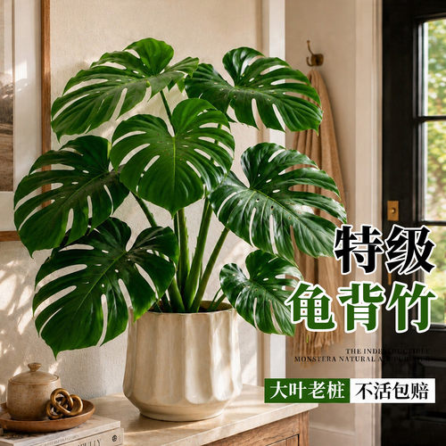 【老桩大叶】龟背竹盆栽室内好养
