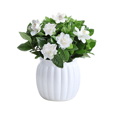 绿萝箩桌面办公室内盆栽水培好养