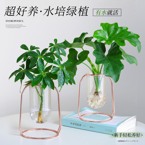 【超好养水培绿植】桌面文竹好养