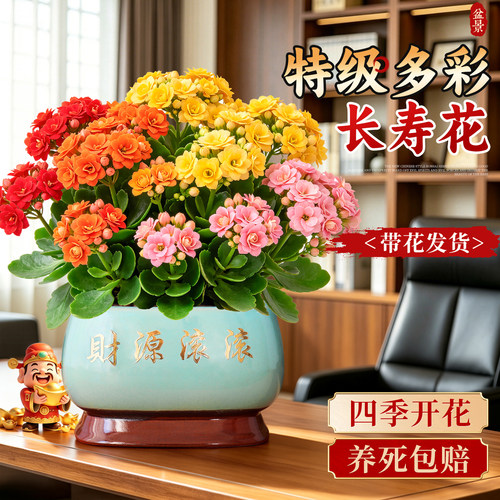 【带花发货】大盆长寿花多季开花