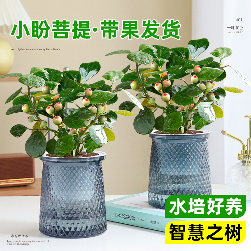 小盼菩提室内桌面盆栽清新空气绿植办公室花卉水培植物四季好养活