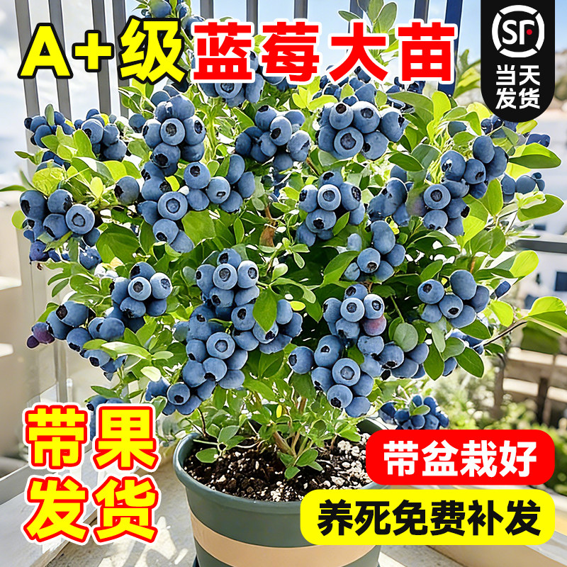 带果蓝莓盆栽室内外阳台耐寒全国可养带花带果树蓝梅苗四季可结果