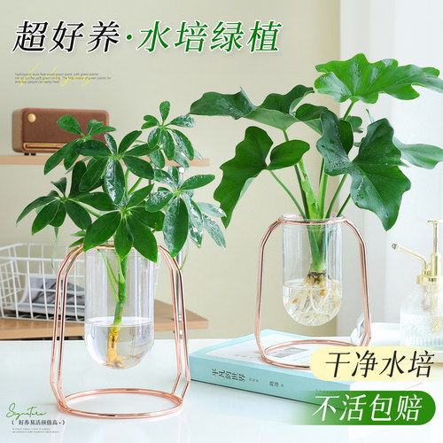 【新手好养绿植】水培鸭脚木植物