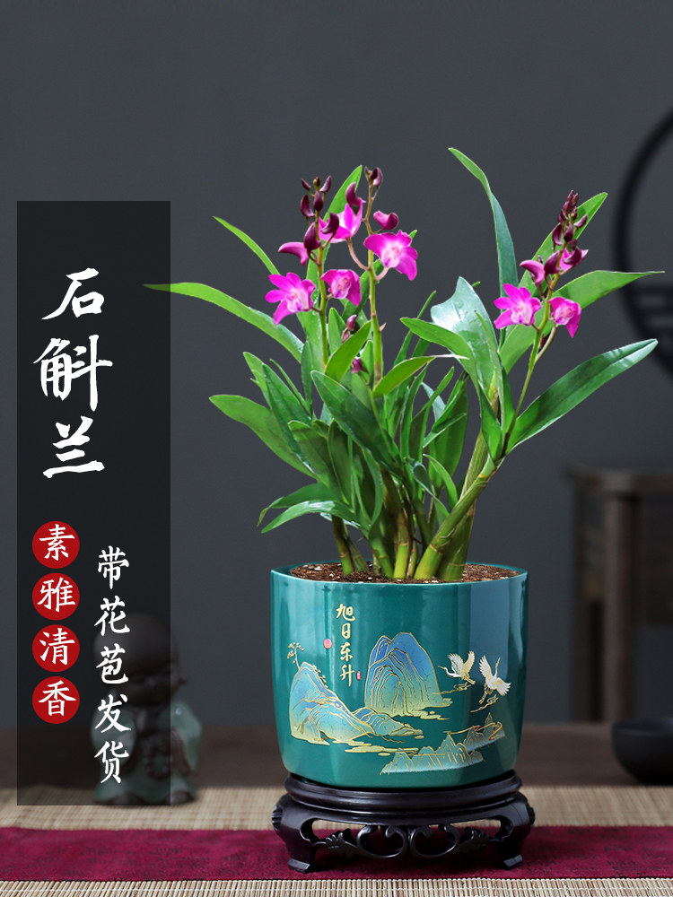 石斛兰盆栽植物室内桌面花卉好养四季常青带花苞香水绿植净化空气