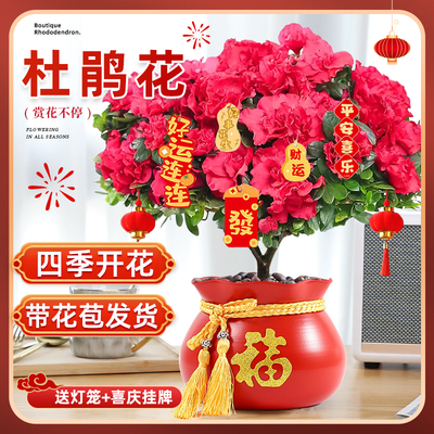 【年宵花杜鹃】耐寒好养多季开花