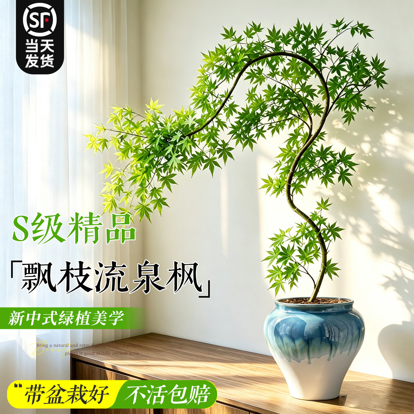【一盆四景】飘枝流泉枫好养盆景图片