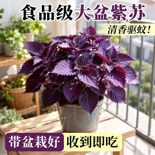 【即摘即食】可食用紫苏盆栽驱蚊