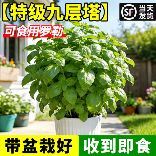 【特级九层塔】可食用罗勒精品苗