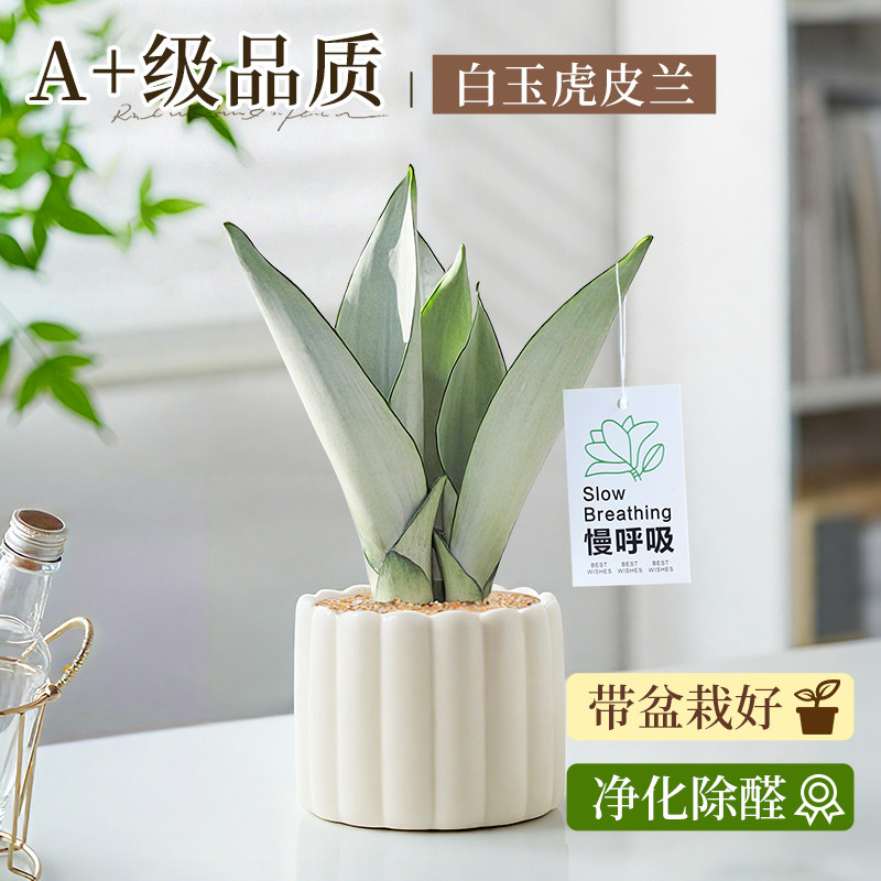 白玉虎皮兰办公室小盆栽绿植花卉室内桌面上工位摆件耐旱好养植物
