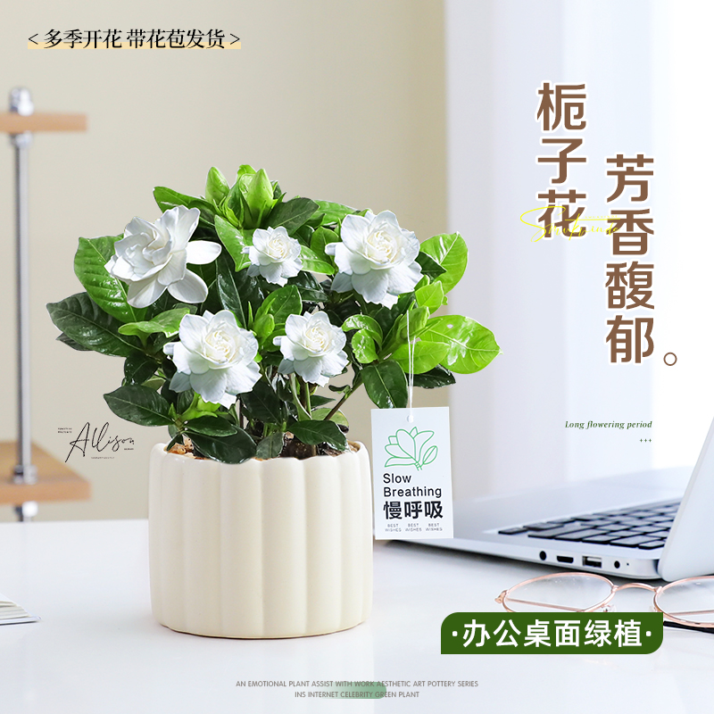 栀子花盆栽办公室桌面绿植好养活