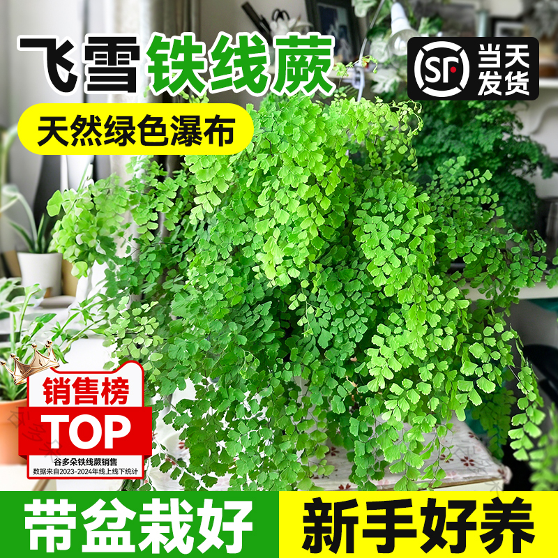 铁线蕨盆栽蕨类绿植垂吊好养耐阴