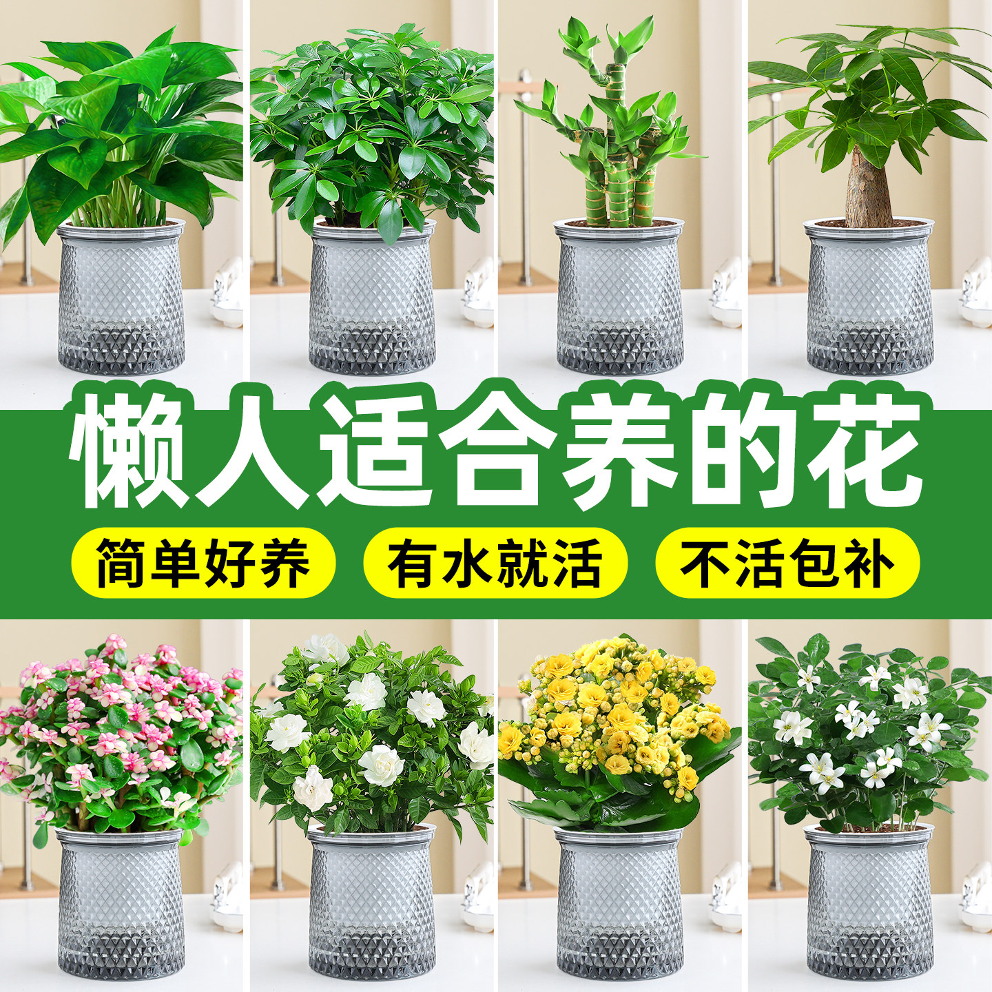 适合懒人养的花水培植物绿萝盆栽发财树绿植花卉工位懒人耐阴好养