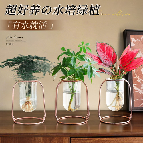 【超好养水培绿植】招财旺运盆栽